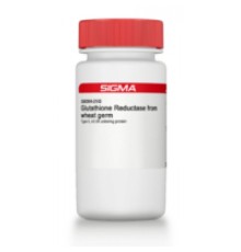 Глутатионредуктаза из зародышей пшеницы типа II, 0,08 мкг / мг белка Sigma G6004