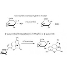 β-Глюкуронидаза из Escherichia coli, тип IX-A, лиофилизированный порошок, 1000000-5000000  единиц / г белка (30-минутный анализ) Sigma G7396