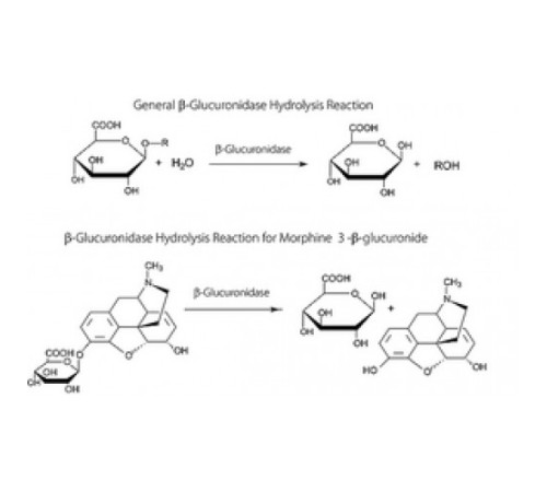 βГлюкуронидаза из водного раствора глицерина Escherichia colia, 5 000 000 Единиц / г белка, pH 6,8 (биурет) Sigma G8162 βГлюкуронидаза из водного раствора глицерина Escherichia colia, 5 000 000 Единиц / г белка, pH 6,8 (биурет) Sigma G8162