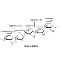 Гепариназа I из Flavobacterium heparinum Лиофилизированный порошок, стабилизированный прим. 25% бычий сывороточный альбумин, 200 мкг / мг белка (фермент + BSA) Sigma H2519