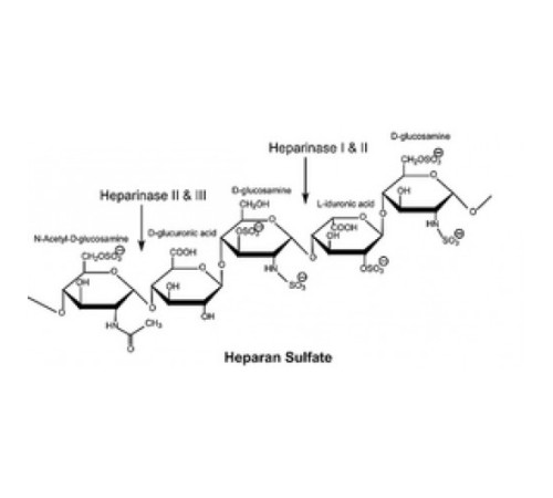 Гепариназа I из Flavobacterium heparinum Лиофилизированный порошок, стабилизированный прим. 25% бычий сывороточный альбумин, 200 мкг / мг белка (фермент + BSA) Sigma H2519 Гепариназа I из Flavobacterium heparinum Лиофилизированный порошок, стабилизированный прим. 25% бычий сывороточный альбумин, 200 мкг / мг белка (фермент + BSA) Sigma H2519