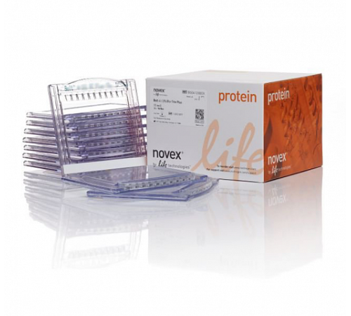 Гель полиакриламидный Bolt Bis-Tris Mini Protein Gel, 8 х 8 см, 10 лунок, 12%, Thermo FS Гель полиакриламидный Bolt Bis-Tris Mini Protein Gel, 8 х 8 см, 10 лунок, 12%, Thermo FS