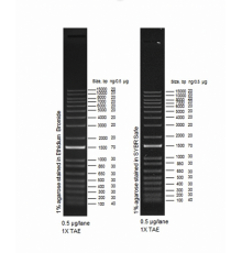 Маркер длин ДНК ,1 Kb Plus, 18 фрагментов от 100 п.н. до 15000 п.н., 0,5 мкг/мл, Thermo FS
