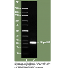 Маркер длин ДНК GeneRuler Ultra Low Range, 11 фрагментов от 10 до 300 п.н., готовый к применению, 0,1 мкг/мкл, Thermo FS
